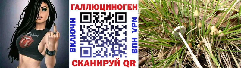 Псилоцибиновые грибы Cubensis  цена   Покров 